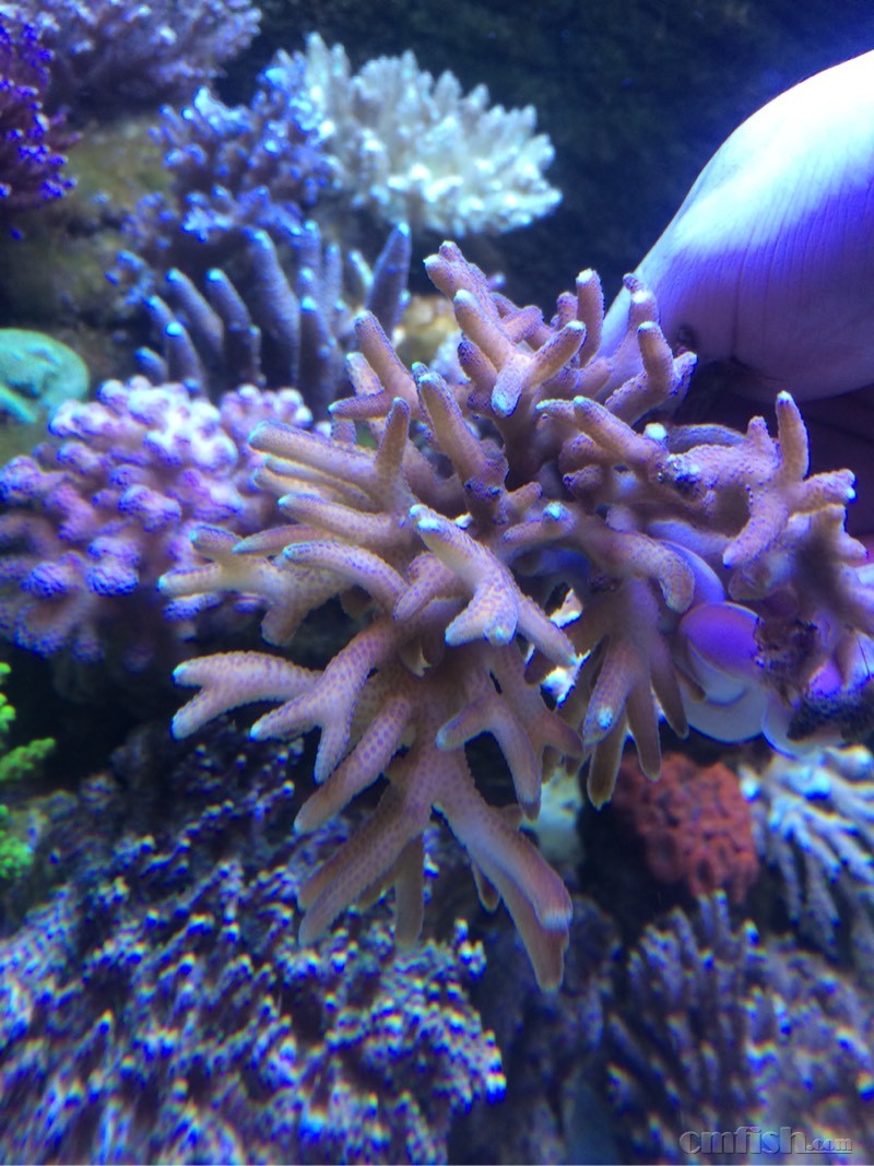 韩国爆发严重示威现场图片 7万人要求朴槿惠下台“三亿体育”(图3) 三亿体育官网