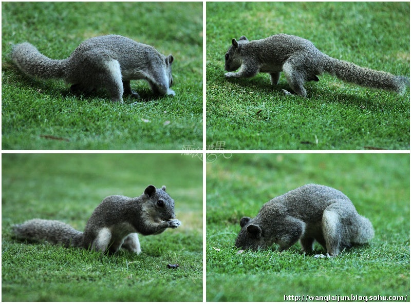 国际团体撤回日本记者在叙被扣消息 称情报不准(图)|三亿体育手机版(图2) 三亿体育