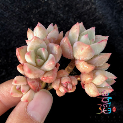 三亿体育:牡丹江:加快电网建设 服务亚洲最大木材集散地(图2) 三亿体育