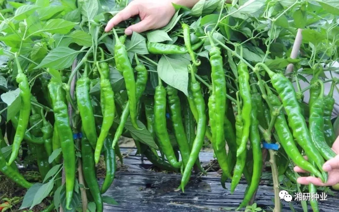 三亿体育手机版