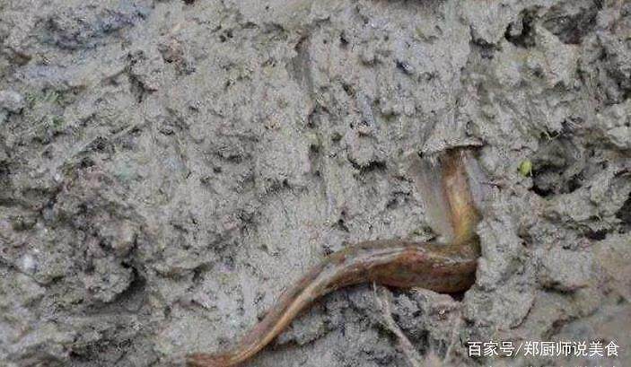 非洲黄花梨“钱途”一片向好“三亿体育”(图1) 三亿体育官网