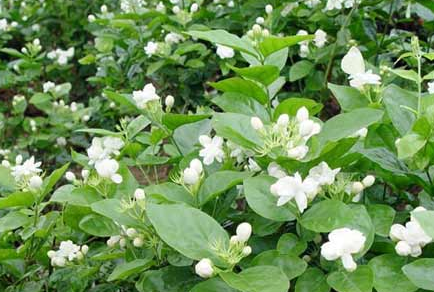 ‘三亿体育官网’河北曹妃甸口岸进境木材累计突破200万方(图2) 三亿体育